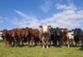 Commercial Farmers Group wants two methods to be used when measuring emissions from the livestock sector.