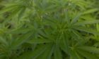 Dundee flats cannabis farm