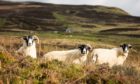 Sheep mauled Perthshire