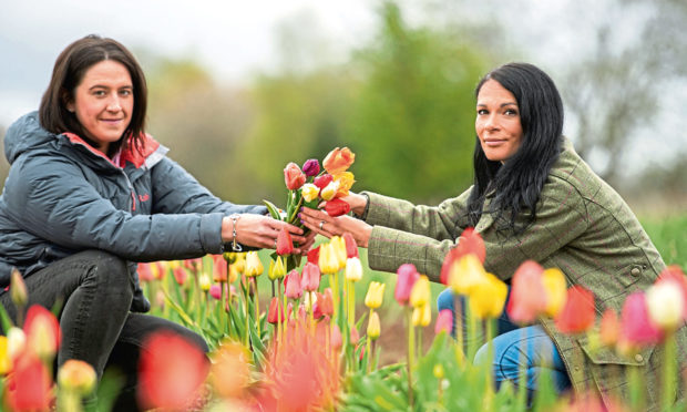 Gayle and Kym McWilliam picking some tulips frpm the flower field near Laurencekirk.