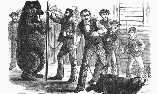 A drawing of brown bears being chained up and used as entertainment on the streets circa 1840.