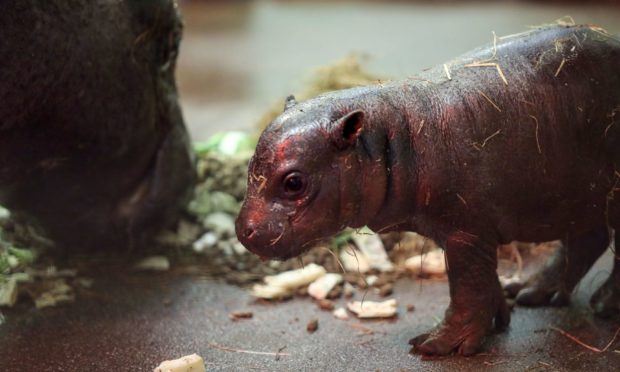 Undated handout photo issued by the Royal Zoological Society of Scotland of a endangered pygmy hippo calf born on April 17 at Edinburgh Zoo to parents Otto and Gloria. PA Photo. Issue date: Monday May 3, 2021. The calf weighed just 11lb 14 oz (5.4kg) when she was born last month and is now going on show to the public. See PA story ANIMALS Hippo. Photo credit should read: Royal Zoological Society of Scotland/PA Wire

NOTE TO EDITORS: This handout photo may only be used in for editorial reporting purposes for the contemporaneous illustration of events, things or the people in the image or facts mentioned in the caption. Reuse of the picture may require further permission from the copyright holder.