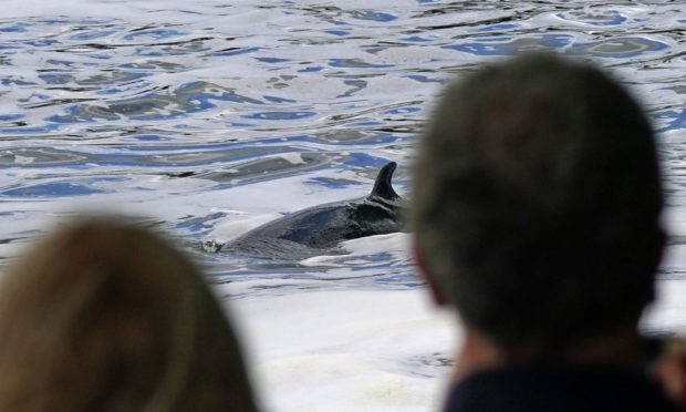 A Minke whale, between three to four metres long, which was freed on Sunday after it became stuck on Richmond locks boat rollers, but has remained in the Thames, and is now near Teddington Lock. Picture date: Monday May 10, 2021. PA Photo. See PA story ANIMALS Whale. Photo credit should read: Yui Mok/PA Wire