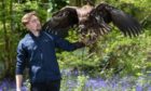 Falconer Charlie Rolle holds Chief, a 10-month-old white-tailed sea eagle, which is the UK's largest bird of prey and a species extinct around 200 years ago, at his new home at the nature and tourist destination, Robin Hill Park, near Newport on the Isle Of Wight. Picture date: Wednesday May 12, 2021. PA Photo. The youngster, who weighs 9.5lb and has a 7.5ft wingspan, has been brought from the Scottish Eagle Centre to live at the park. Chief will be looked after by 22-year-old Charlie Rolle, one of the island's youngest qualified falconers, who will train the eagle to fly and express natural behaviours. See PA story ANIMALS Eagle. Photo credit should read: Andrew Matthews/PA Wire