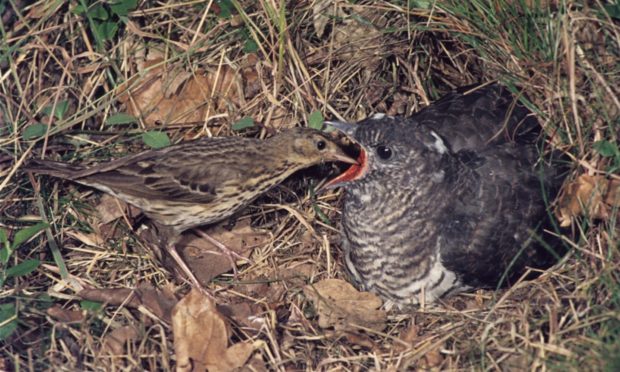 Cuckoo chick being fed by tree pipit