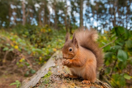 To go with story by Kieran Beattie. A red squirrel at Carnie Woods near Westhill. Rangers have asked the public not to feed them too much food, for fear of rats Picture shows; A red squirrel at Carnie Woods near Westhill. Carnie Woods. Supplied by aberdeen city council Date; Unknown