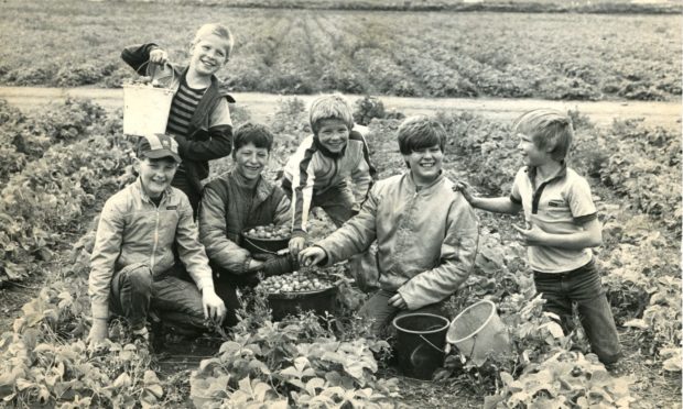 A group of young boys enjoying their day of berry picking at the Star Inn Farm, Longforgan, in July 1985.