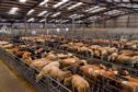 Cattle at ANM Group's Thainstone Centre, near Inverurie.