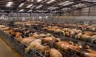 Cattle at ANM Group's Thainstone Centre, near Inverurie.