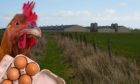 cononsyth hens sheds