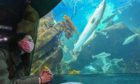 Macduff Marine Aquarium is one of the north-east's top tourist attractions.