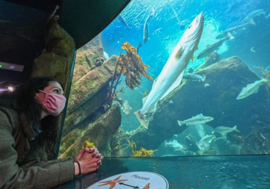 Macduff Marine Aquarium is one of the north-east's top tourist attractions.