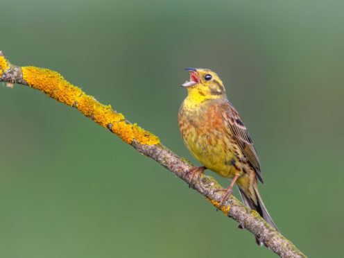 A yellowhammer.