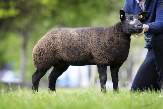 The 3,500gn ewe lamb from Stasa Moyse's Saltire Blue flock.