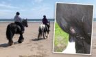 Despite being away from the main beach area the pony was attacked.