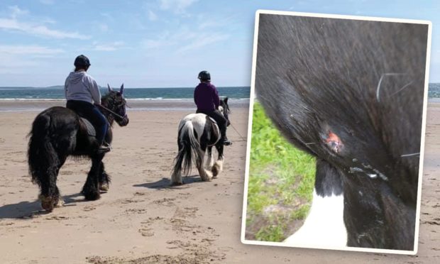 Despite being away from the main beach area the pony was attacked.