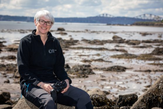 Harbour seals decline