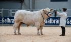 Charolais bull Panmure Pringle sold for 9,500gn.