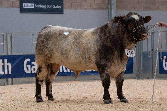 Shorthorn bull Coxhill Napoleon topped the sales when he sold for 10,000gn.