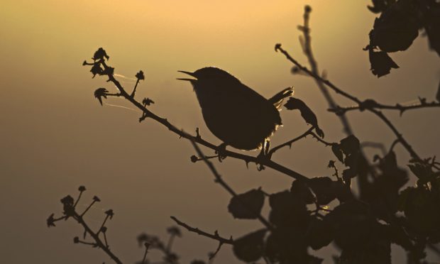 Winter Wren  adult, singing, silhouetted at dawn