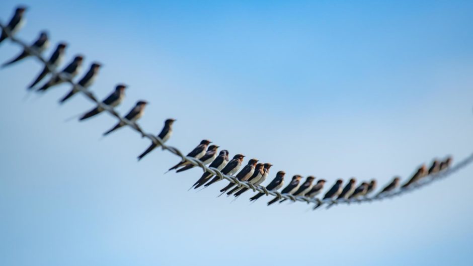 A row of swallows perched on a wire