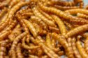 The European Commission has approved a project looking into the use of mealworms as a form of food.