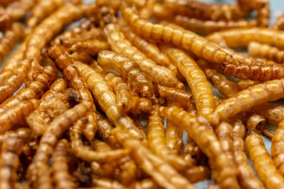 The European Commission has approved a project looking into the use of mealworms as a form of food.
