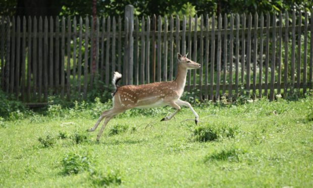 Rab's finally keep the deer out with his new fence. Or has he?