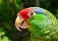 A red-faced parrot