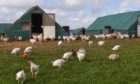 The risk of the disease in poultry with good biosecurity measures has been reduced to low.