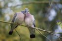 A pair of wood pigeons.