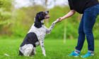mixed breed dog gives a woman the paw; Shutterstock ID 627476003; Purchase Order: Health and wellbeing team; Job: Therapets; 7ab56b0f-bd4c-48f2-85d2-ba116b33ef8c