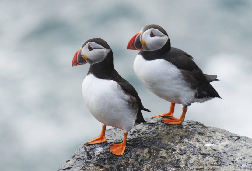 Two puffins standing on a rock