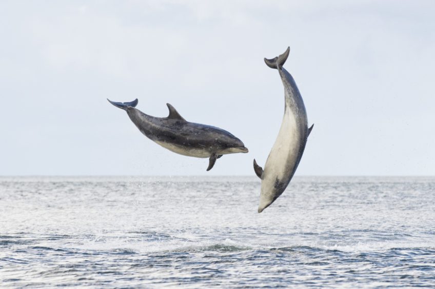 Two bottlenose dolphins jumping out of the water into the air