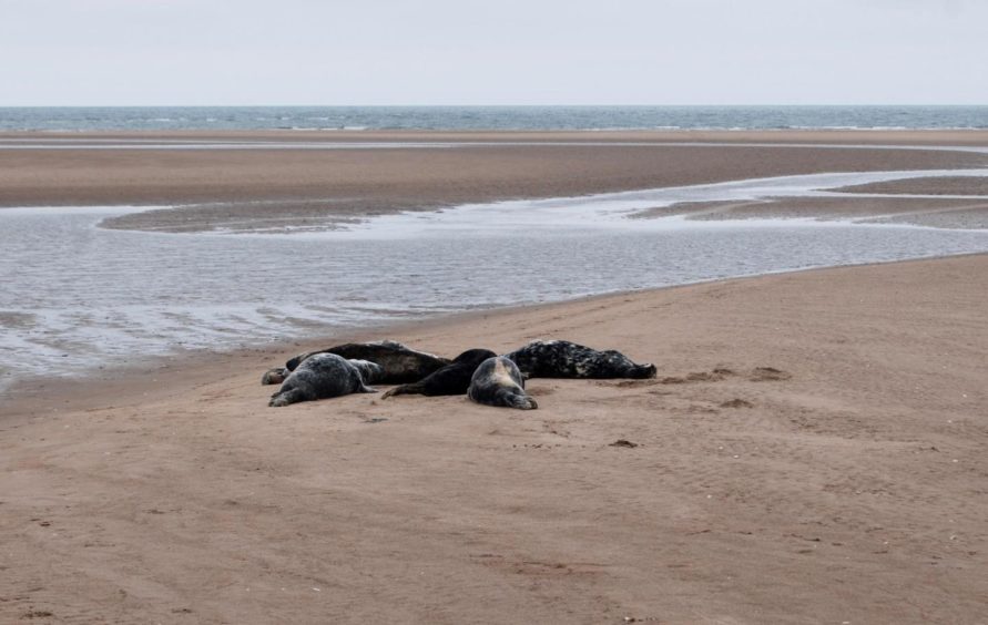 Seals huddled together basking on the beach