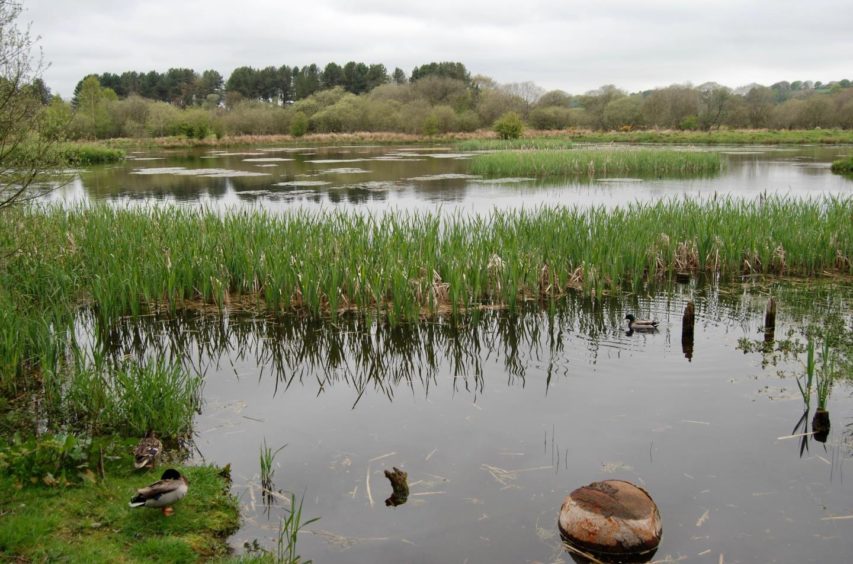 Ducks and plenty of green vegetation inhabiting Morton lochs