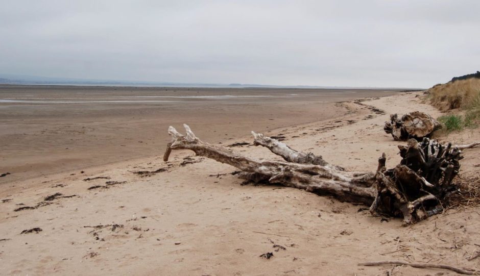 Dead wood on a beach at the shore on Tentsmuir nature reserve