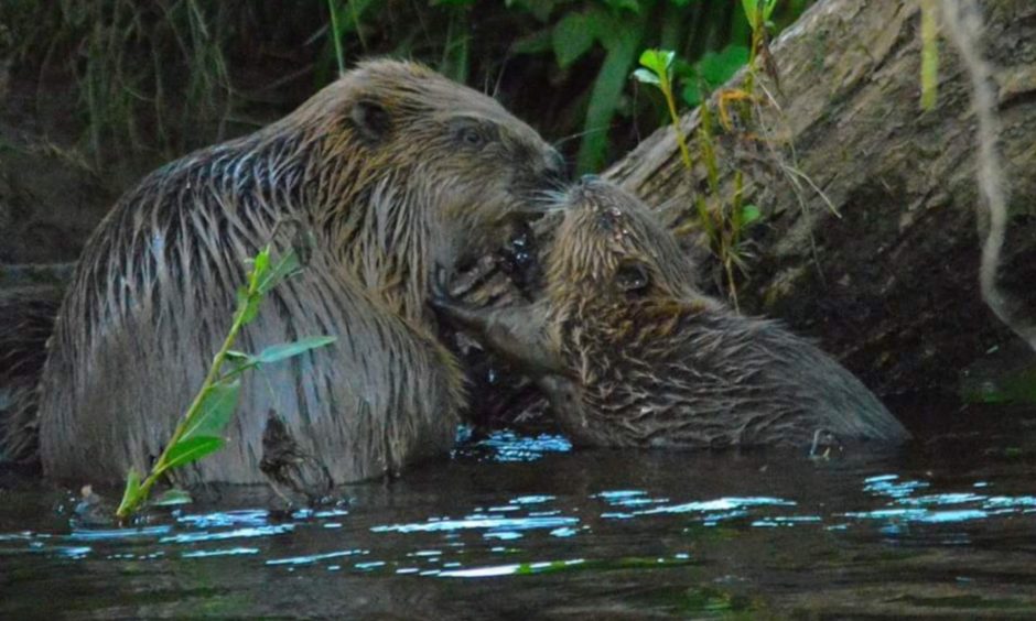 A beaver and its kit.