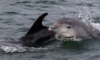 Two bottlenose dolphins playing in the sea