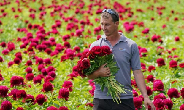 Production manager Jaun De Beer carries freshly cut peonies at the family-run Bury Lane Farm in Royston, Hertfordshire. Demand for the flower has grown by almost 100 percent in the last three years according to figures from supermarket Tesco. Picture date: Tuesday June 8, 2021. PA Photo. Supermarkey chain Tesco say peonies have soared in popularity in recent years and that the chilly and rainy spring has boosted the quality of this year's crop. See PA story CONSUMER Peonies. Photo credit should read: Joe Giddens/PA Wire