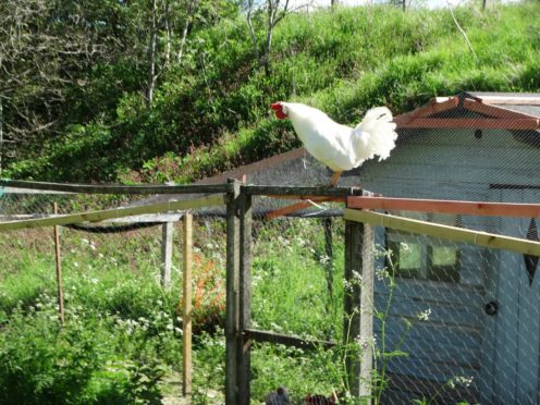 Hobbit, the cockerel.