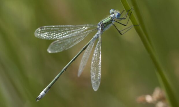 Damselfly