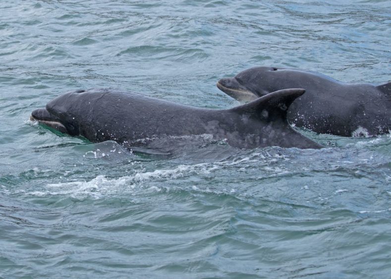 Two bottlenose dolphins in the sea