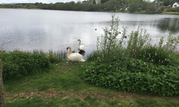 The welcoming party of swans on the loch at Fiona's mum's house.