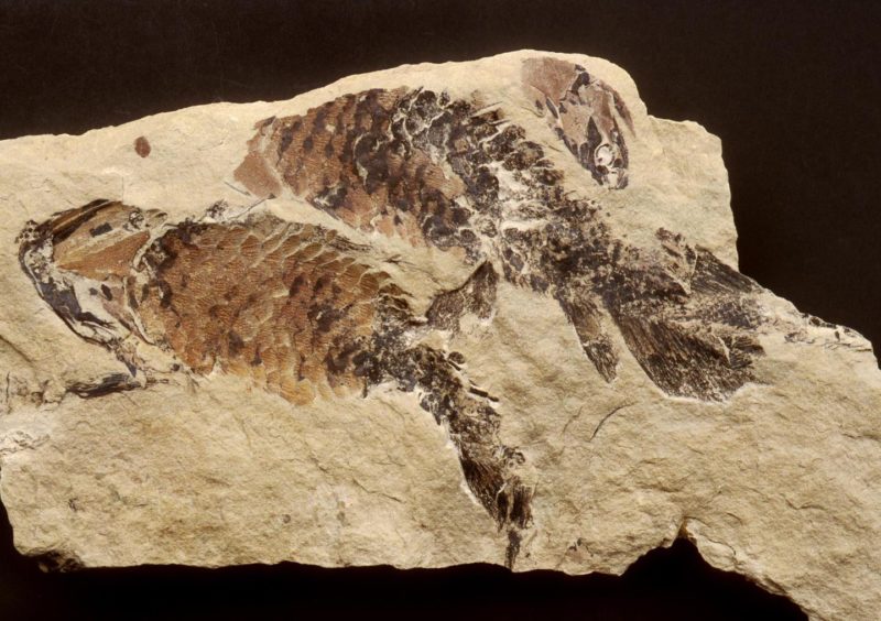 Fossil of the lobe-finned Upper Devonian fish