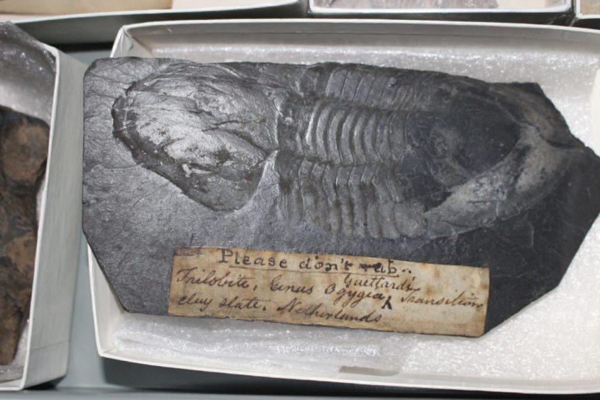 Fossil of an Ordovician trilobite