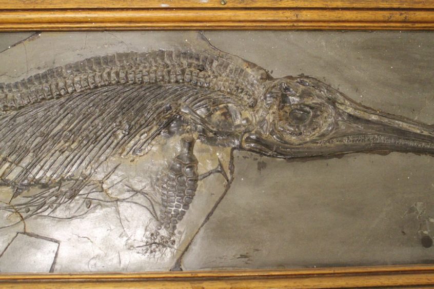 fossil of Jurassic ichthyosaur Stenopterygius quadriscissus