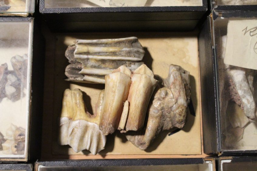 Ancient bear teeth in a box