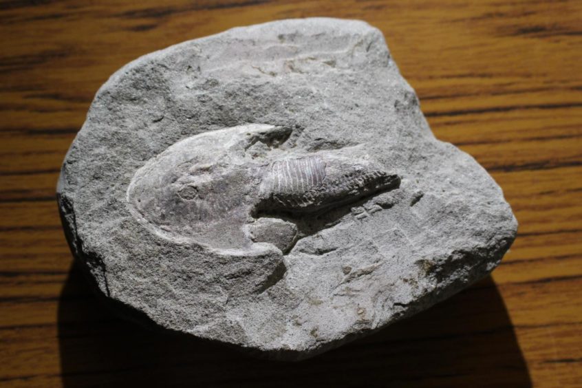 the fossil of a jawless Lower Devonian fish preserved in rock