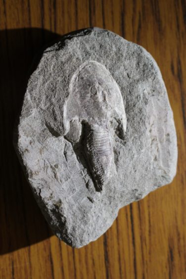 Fossil of the jawless Lower Devonian fish Cephalaspis